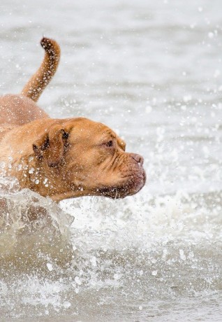 Cane in spiaggia