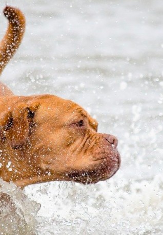 SPIAGGE DOG FRIENDLY SUI LAGHI LOMBARDI
