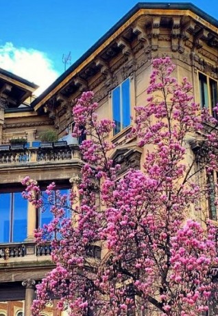 Via Ludovico Ariosto, Milano - Pic by @milanoeprovincia (Instagram)