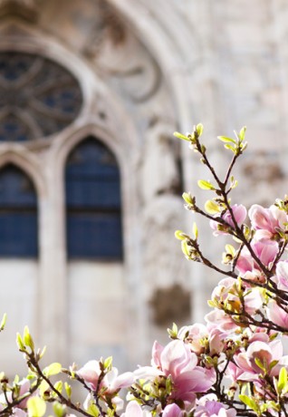 Magnolie in Duomo