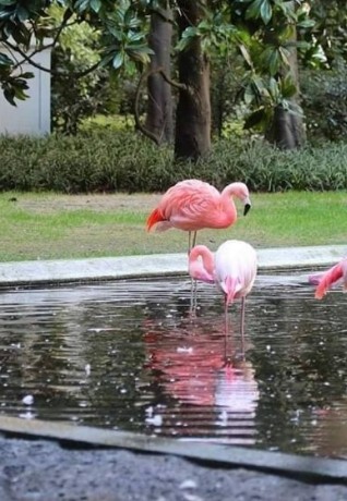 I fenicotteri rosa di Villa Invernizzi, uno dei posti della Milano segreta. Pic: @andreacherchi _foto (Instagram)