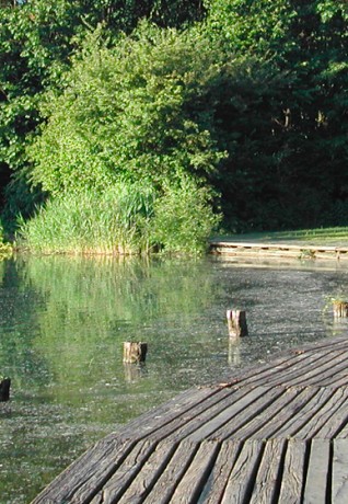 Bosco in città 