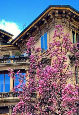 Fioritura e palazzi Liberty in zona Pagano - foto @milanoeprovincia
