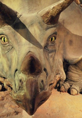 Triceratopo al Museo Civico di Storia Naturale